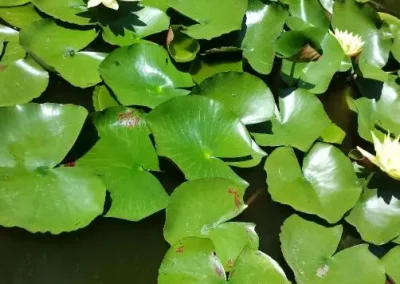 phytoépuration