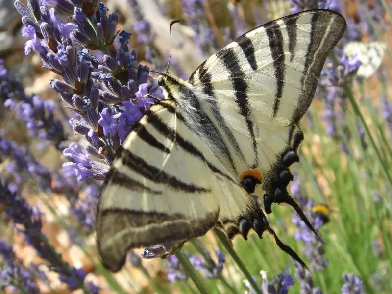 papillon sur lavande